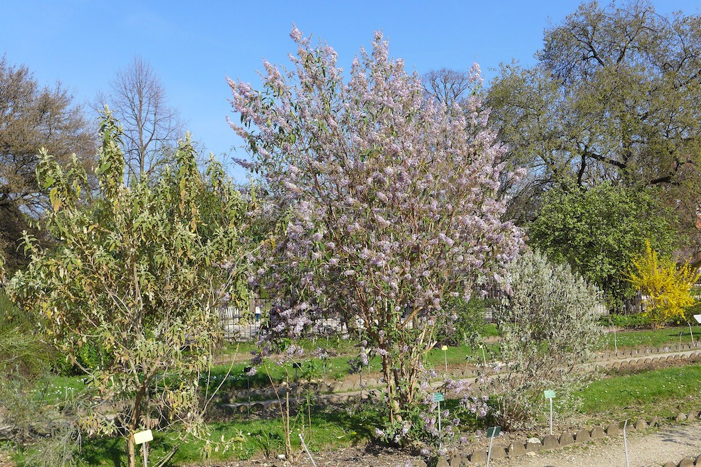 Jardin des plantes Paris-Butterfly bush