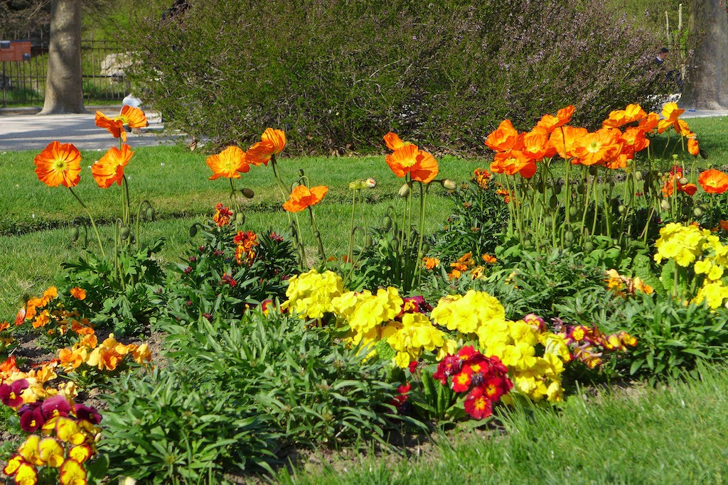 Jardin des plantes Paris-Iceland poppies