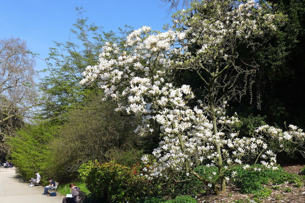 Jardin des plantes Paris-Magnolia