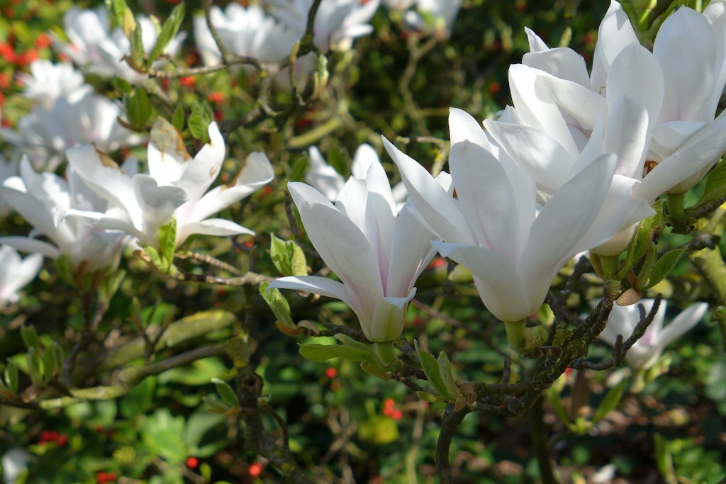 Jardin des plantes Paris-Magnolia flower