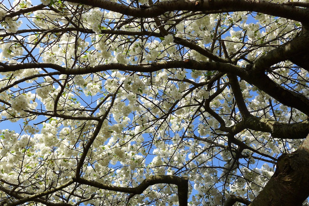 Jardin des plantes Paris-Cherry blossom