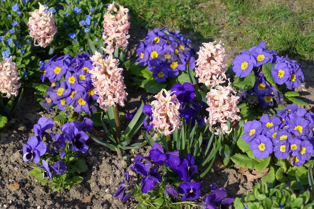 Jardin des plantes Paris-hyacinths and primroses