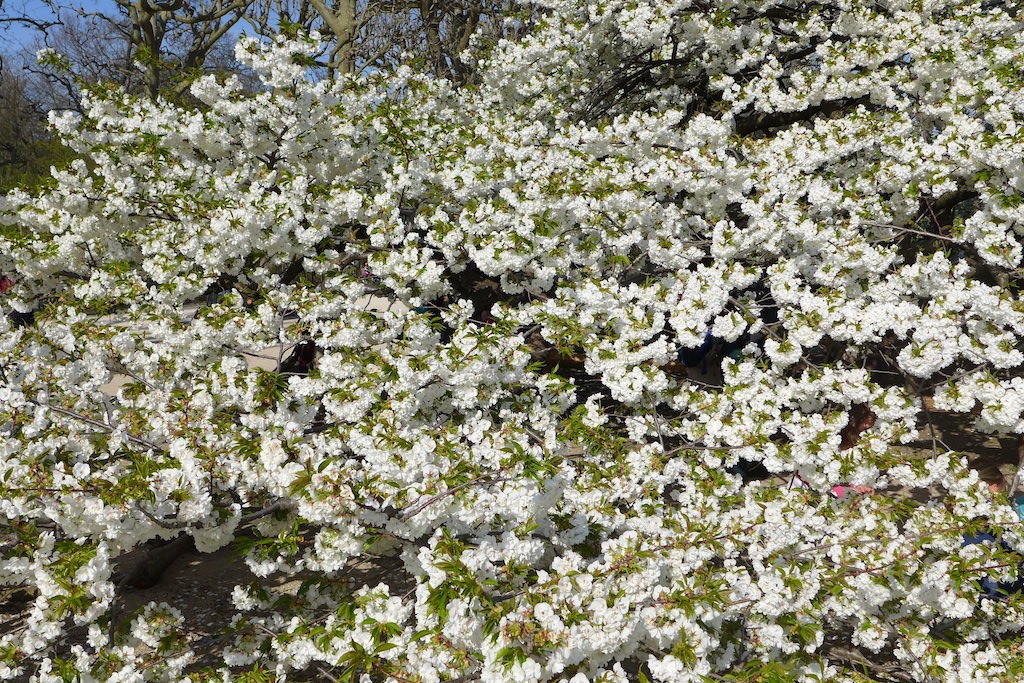 Jardin des plantes Paris-white cherry blossom