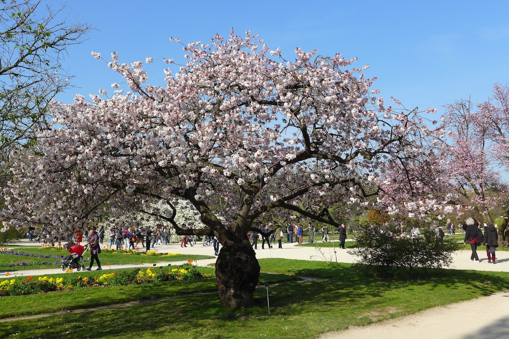 jardin des plantes Paris-japanese cherry tree