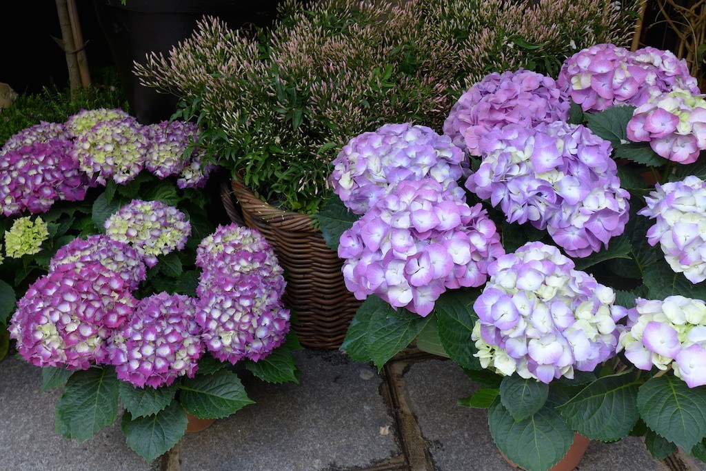 Magnificent Hydrangeas at Stephane Chapelle Paris