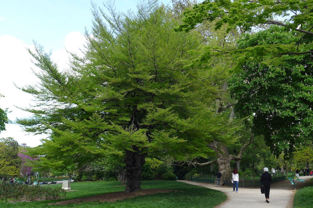 Parc Monceau Paris - Hundred-year-old tree