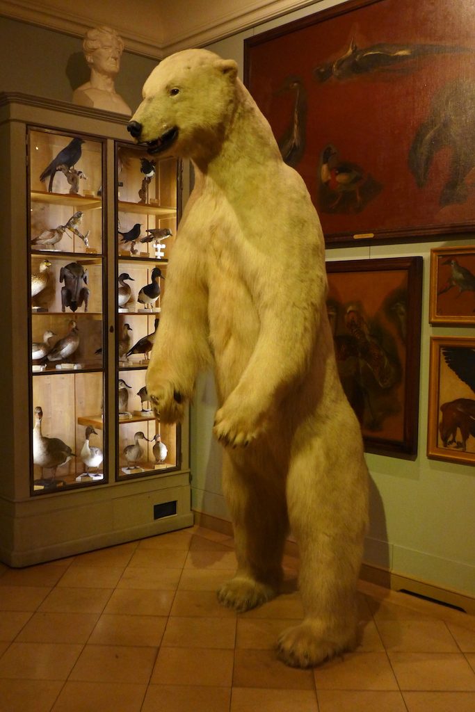 Musee de la chasse et de la nature - The Polar Bear