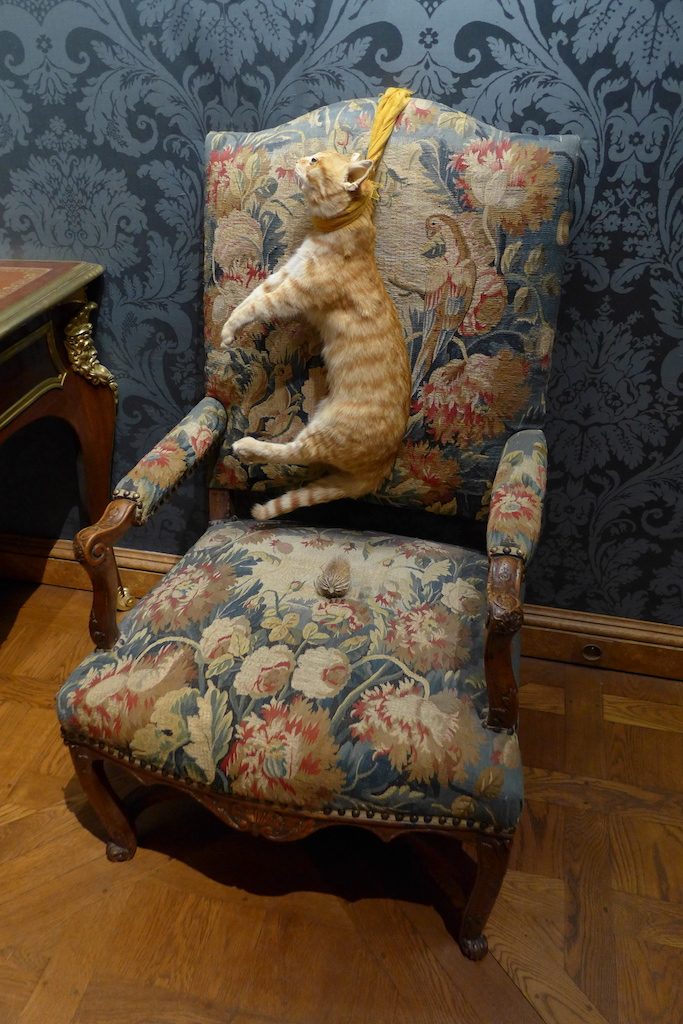 Sophie Calle - The dead cat