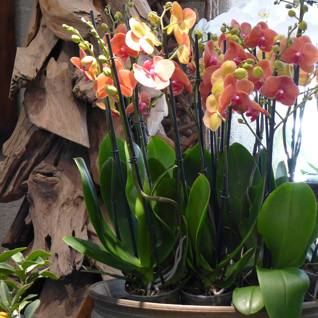 Fleuriste Moulie Paris 5 Good Morning Paris The Blog